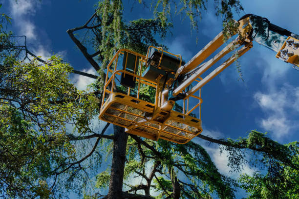 Why Choose Our Tree Removal Services in West Wood, UT?